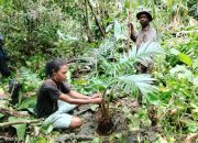 Jika Tidak Dijaga, Hutan Sagu Yapen Bisa Hilang ! Yadupa Ingatkan Ancaman Kepunahan Sagu di Ariepi dan Sarawandori