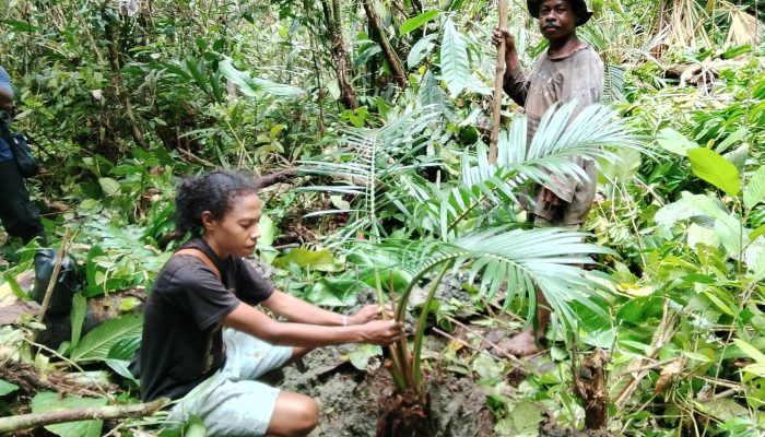 Jika Tidak Dijaga, Hutan Sagu Yapen Bisa Hilang ! Yadupa Ingatkan Ancaman Kepunahan Sagu di Ariepi dan Sarawandori
