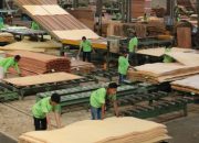 Dampak Perang Iran, PT.SWPI di Dawai Akan Rumahkan Karyawan per 30 Maret Besok !