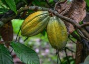 Saat ini Serui Tidak Ada Pembeli ! Petani Kakao Terpaksa Jual ke Jayapura