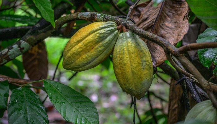 Saat ini Serui Tidak Ada Pembeli ! Petani Kakao Terpaksa Jual ke Jayapura