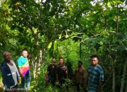 YADUPA Petakan Potensi Kopi, Durian, dan Kakao di Kampung Mambo, Yapen